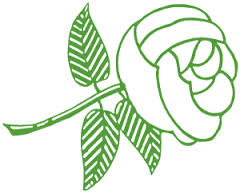 green and white rose